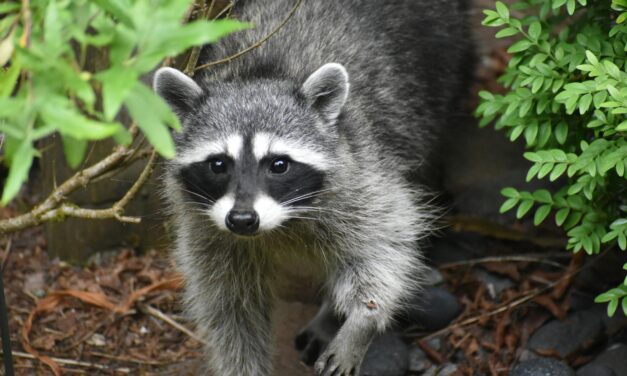 Rabid Raccoon Reported By Orange County After Altercation With Two Dogs