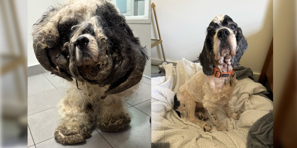 Cocker Spaniel ‘Mr. Pickles’ Reunites With Vets, Officers Who Saved Him From Neglect Cocker Spaniel ‘Mr. Pickles’ Reunites With Vets, Officers Who Saved Him From Neglect