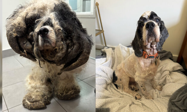 Nonprofit, Sheriff’s Office Highlight Recovery of Neglected Dog Found in Chatham County Home
