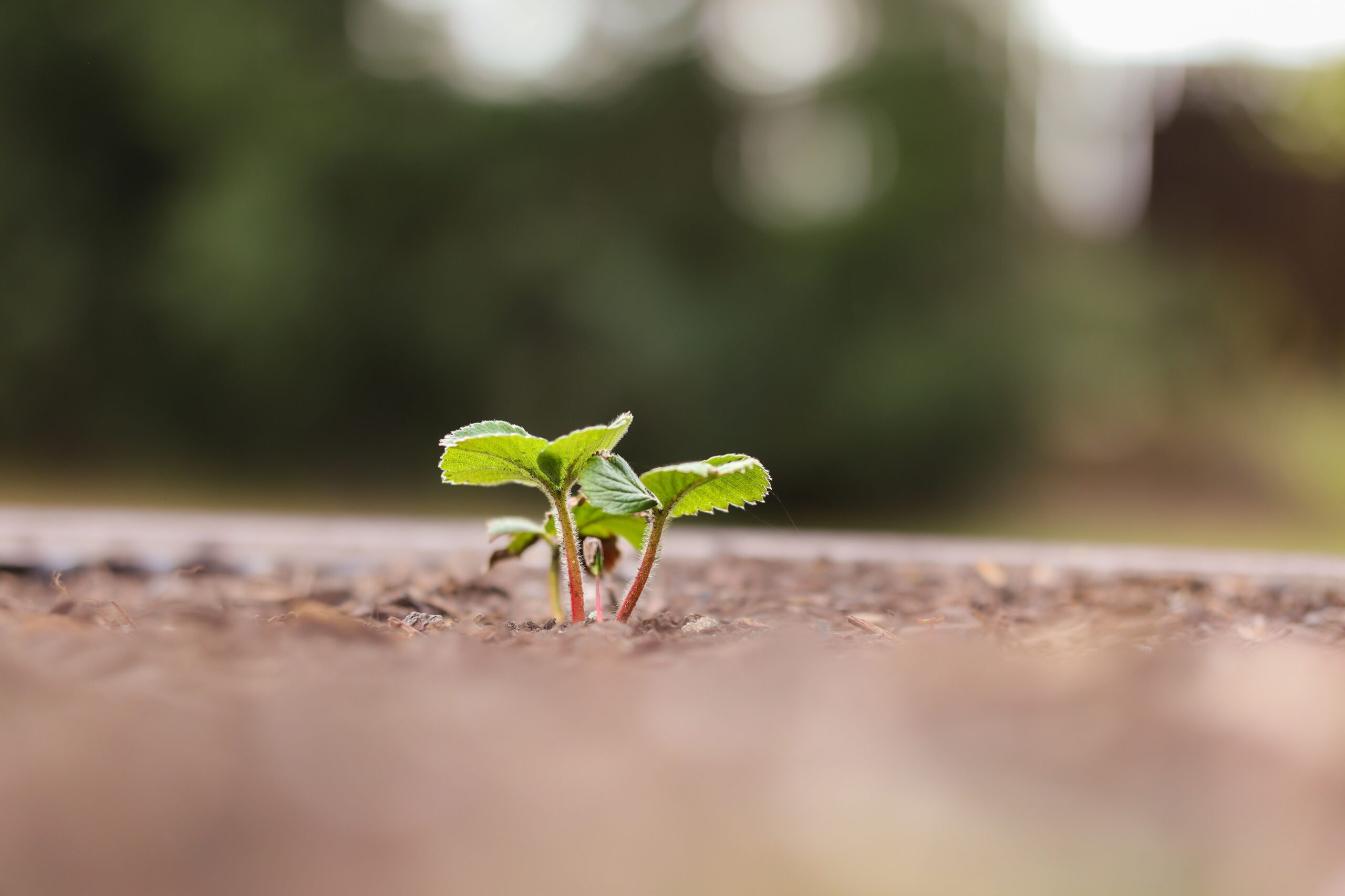 Exploring Your Creative Genius: Back to The Beginning - Chapelboro