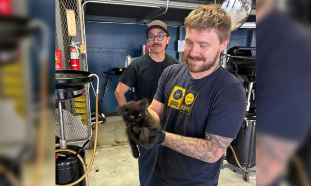 Kitten Rescued, Adopted After Found in Car Serviced by Chapel Hill Tire Crew