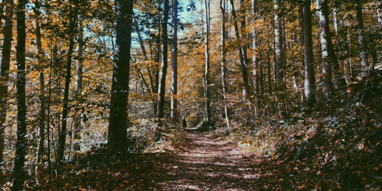 Exploring Your Creative Genius: ‘Ancestral Landscapes’ and Meaning Through Origin
