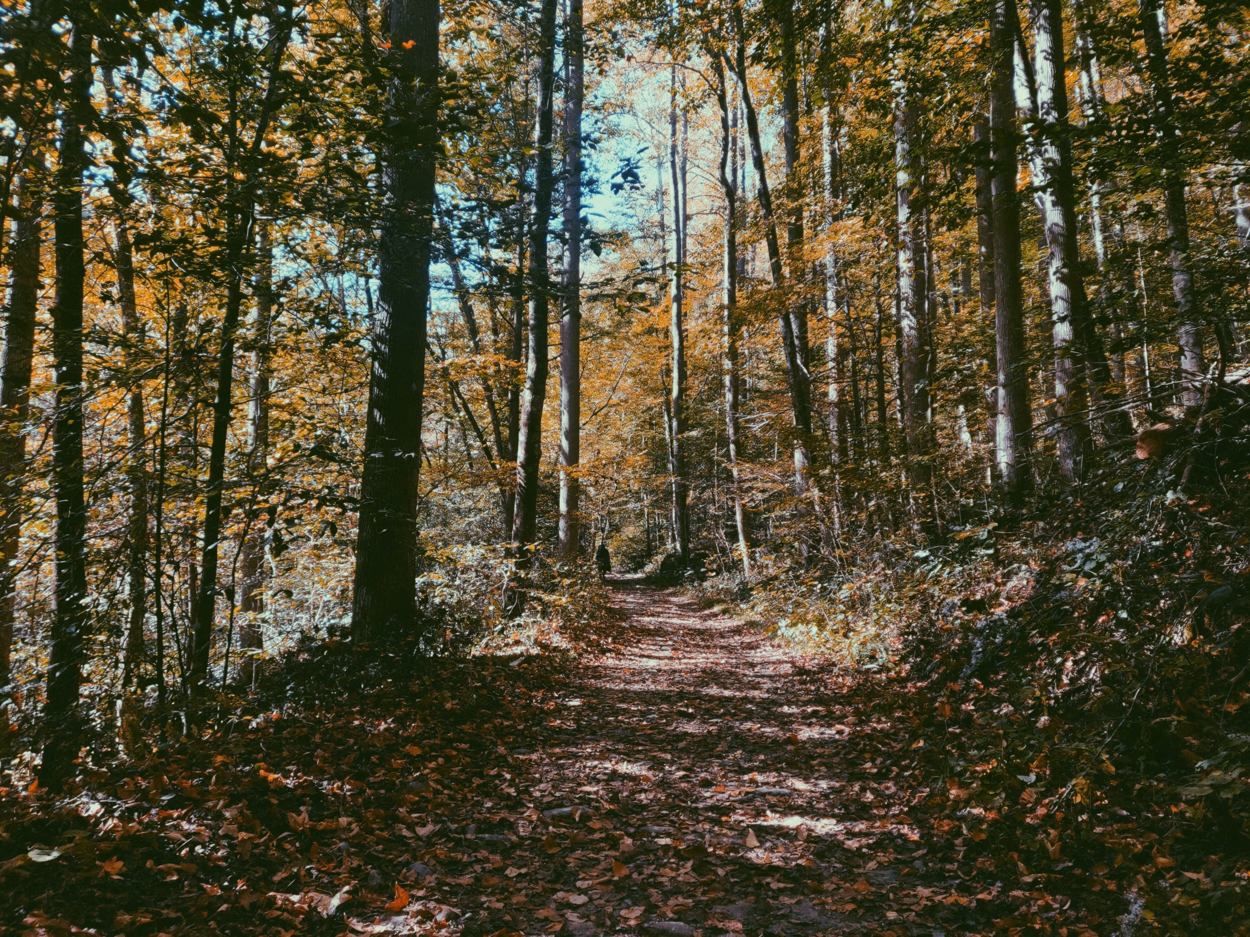 Exploring Your Creative Genius: 'Ancestral Landscapes' and Meaning Through Origin - Chapelboro