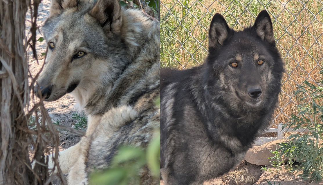 ‘Happy and Healthy’: Wolf Dogs That Captured Orange County Hearts Are Thriving, Still Feeling Support ‘Happy and Healthy’: Wolf Dogs That Captured Orange County Hearts Are Thriving, Still Feeling Support