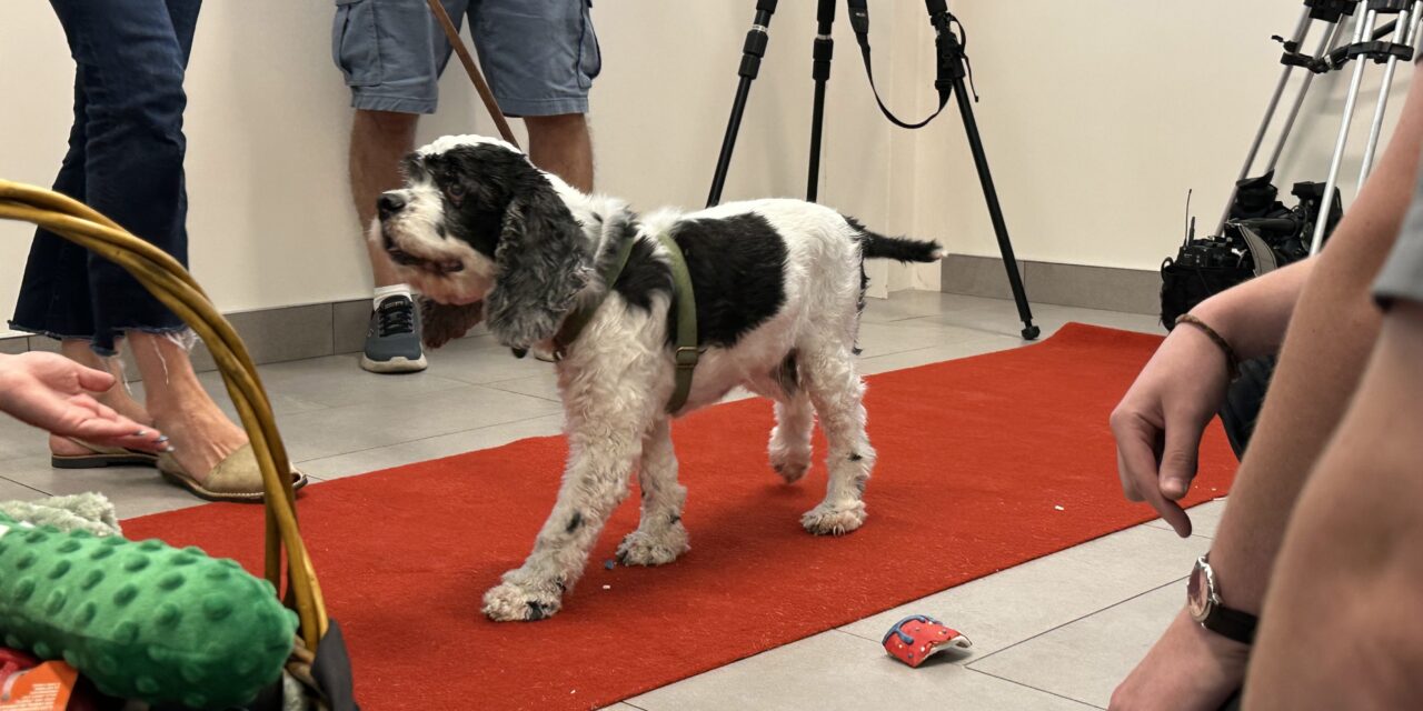 Cocker Spaniel ‘Mr. Pickles’ Reunites With Vets, Officers Who Saved Him From Neglect
