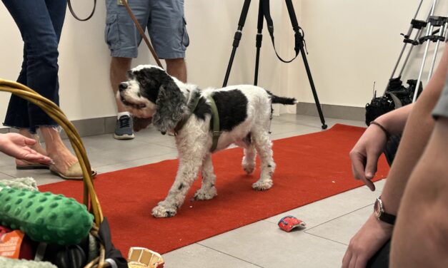 Cocker Spaniel ‘Mr. Pickles’ Reunites With Vets, Officers Who Saved Him From Neglect