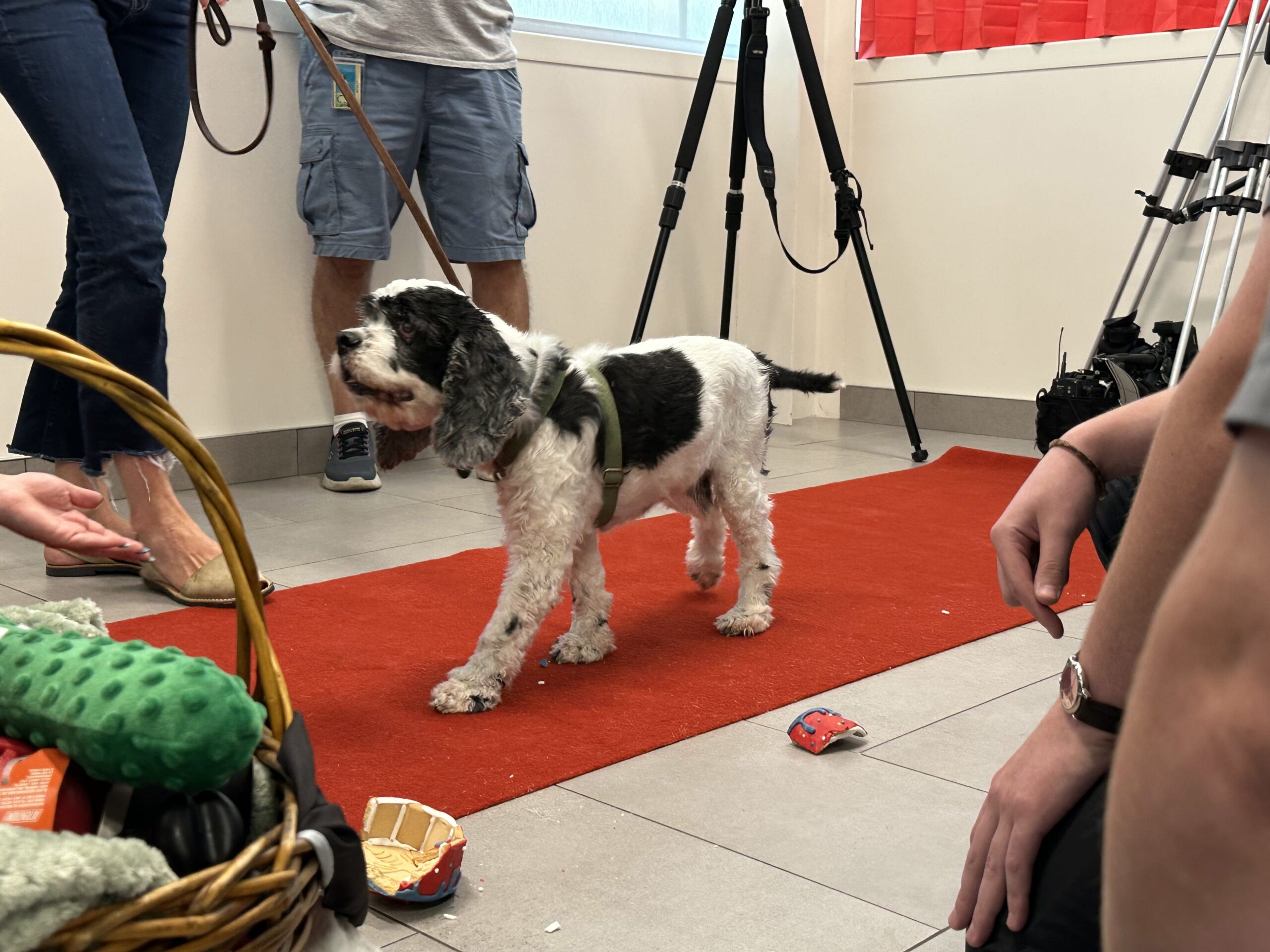 Cocker Spaniel 'Mr. Pickles' Reunites With Vets, Officers Who Saved Him From Neglect - Chapelboro