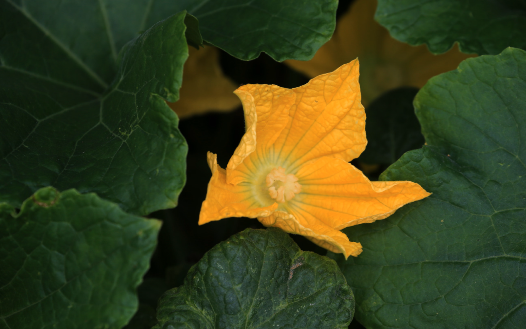Little Big Moments: Miracle of The Pumpkins
