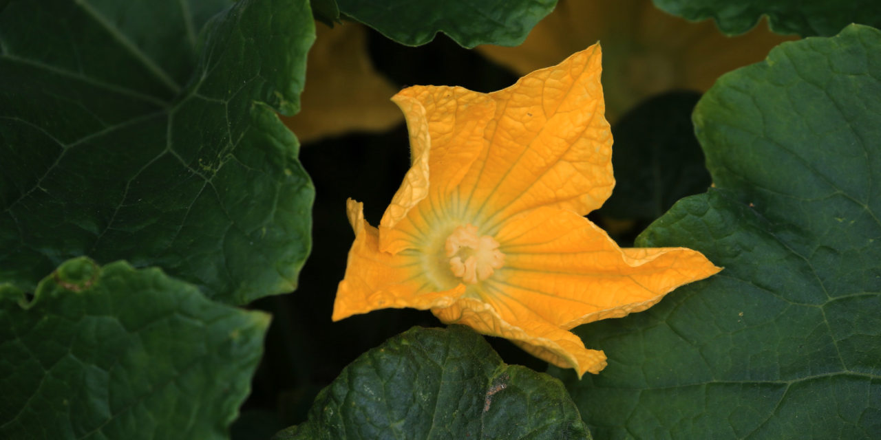 Little Big Moments: Miracle of The Pumpkins