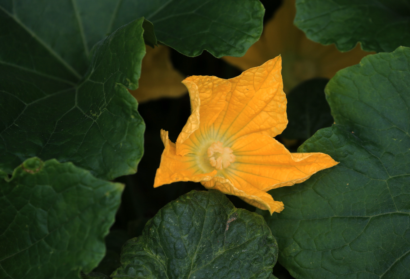 Little Big Moments: Miracle of The Pumpkins