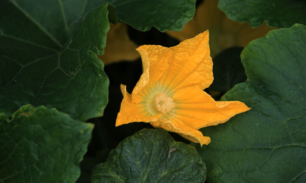 Little Big Moments: Miracle of The Pumpkins