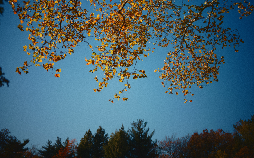 Little Big Moments: Every Delight Under Heaven