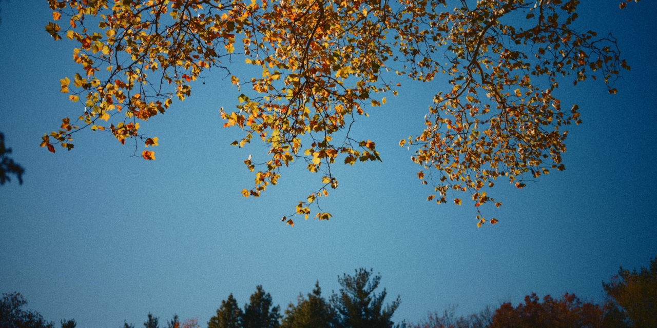 Little Big Moments: Every Delight Under Heaven