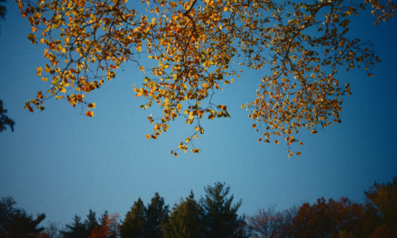 Little Big Moments: Every Delight Under Heaven