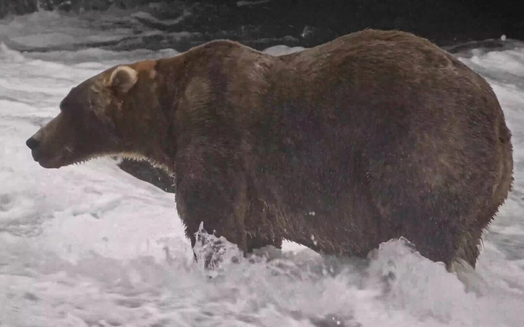 Gentle Giant Backpack Declared Winner of Alaska’s Fat Bear Week