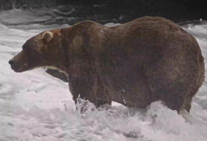 Gentle Giant Backpack Declared Winner of Alaska’s Fat Bear Week