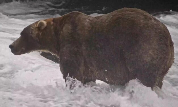 Gentle Giant Backpack Declared Winner of Alaska’s Fat Bear Week