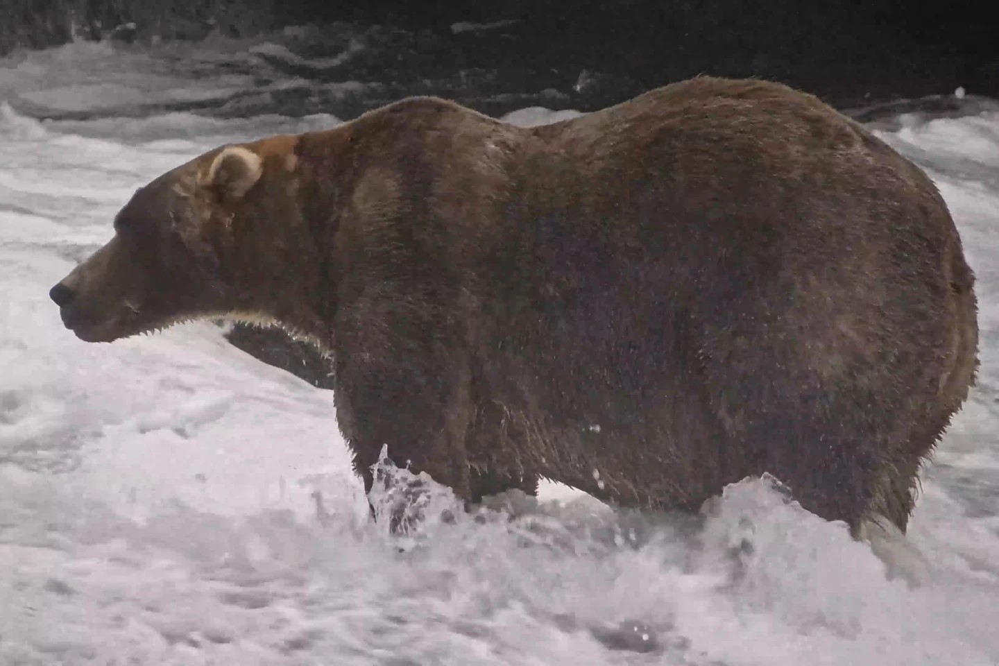 Gentle Giant Backpack Declared Winner of Alaska&rsquo;s Fat Bear Week