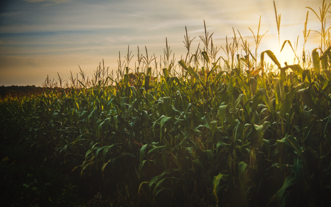 Exploring Your Creative Genius: Harvesting Potential