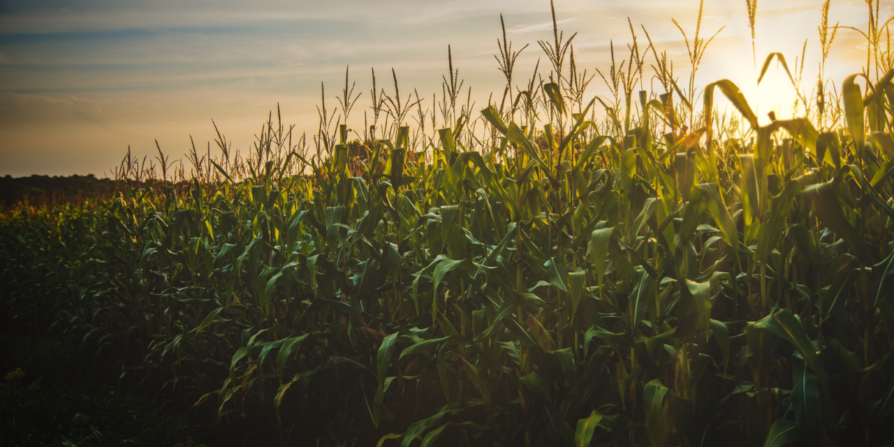 Exploring Your Creative Genius: Harvesting Potential