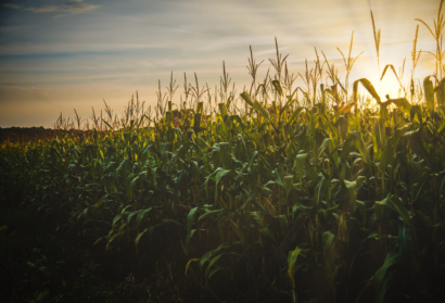 Exploring Your Creative Genius: Harvesting Potential