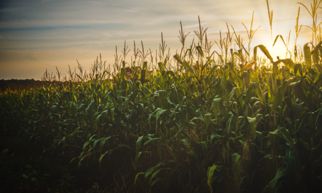 Exploring Your Creative Genius: Harvesting Potential