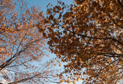 Little Big Moments: Cartwheels Before the Election