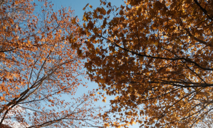 Little Big Moments: Cartwheels Before the Election
